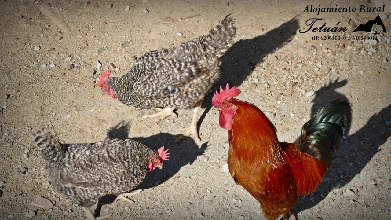 Alojamiento Rural Tetuan Archez Ngoại thất bức ảnh